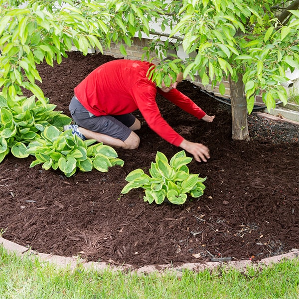 mulch installation should be done at least once a year to maintain its effectiveness